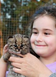 captive born guina kitten in Chile